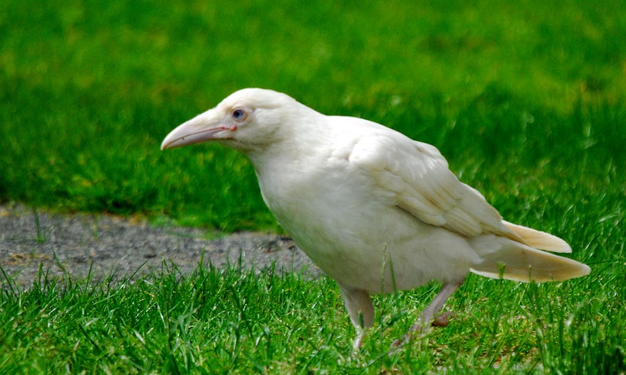 corvo branco