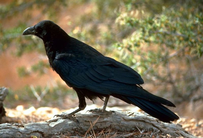 corvo preto