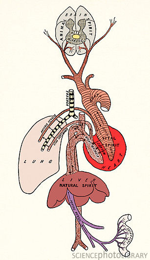 Galeno - sistema circulatorio