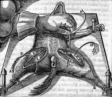 Vesalius - Galeno - dissecação de animais