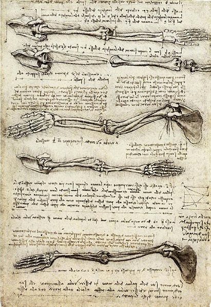 Leonardo - Esboços anatômicos